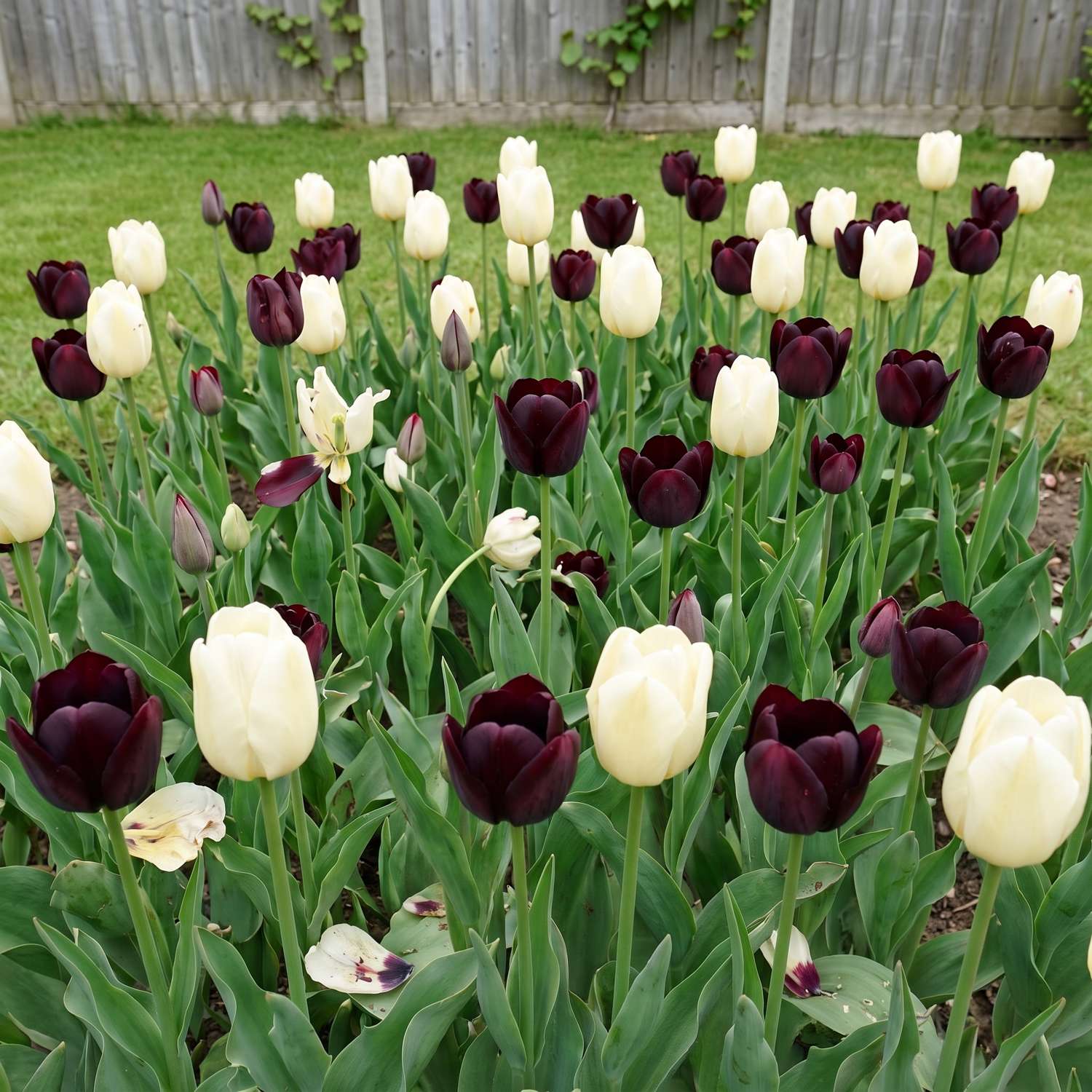 Færdigbed 'Black Tie' (1 m²)